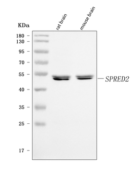 Anti-SPRED2 Antibody