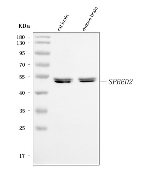 SPRED2 Antibody