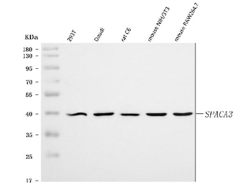 Anti-SPACA3 Antibody