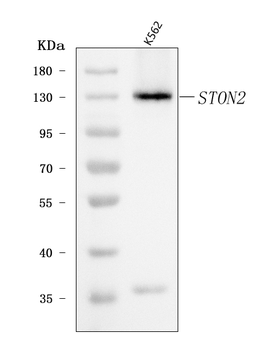 Anti-STON2 Antibody