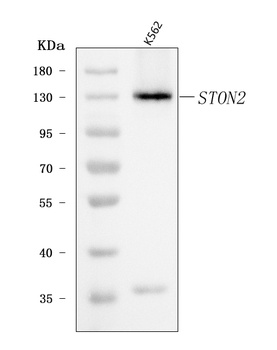 STON2 Antibody