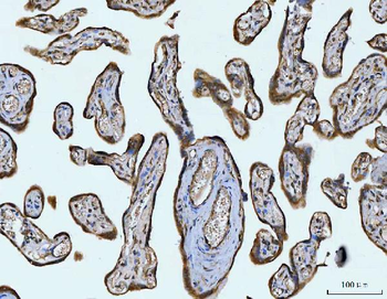 Anti-STBD1 Antibody