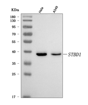 Anti-STBD1 Antibody