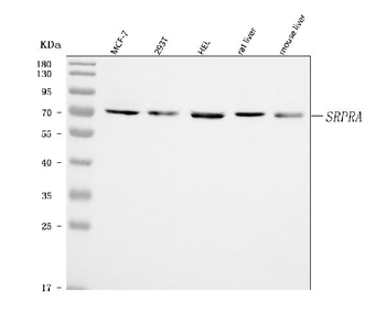 Anti-SRPRA Antibody