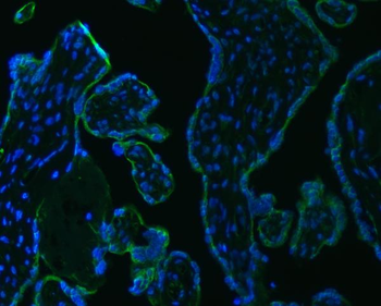 Anti-SRPRB Antibody
