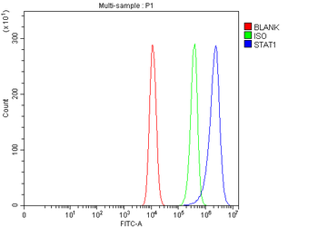 STAT1 Antibody