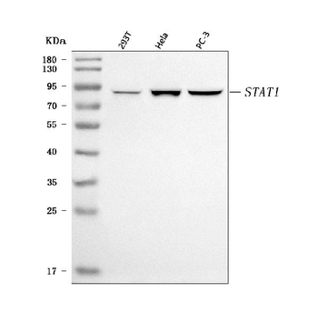 STAT1 Antibody