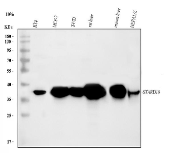 Anti-PCTP-L/STARD10 Antibody