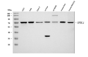 Anti-Spindly/SPDL1 Antibody