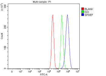 PSE/SPDEF Antibody