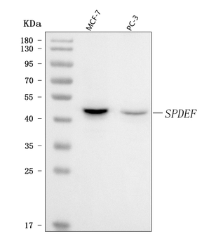 Anti-PSE/SPDEF Antibody