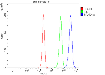 Anti-SPATA18 Antibody