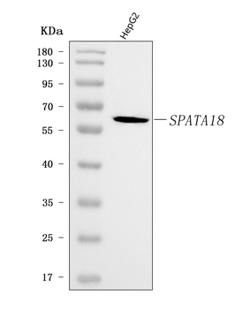 Anti-SPATA18 Antibody