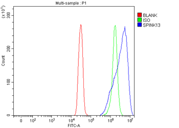Anti-SPINK13 Antibody