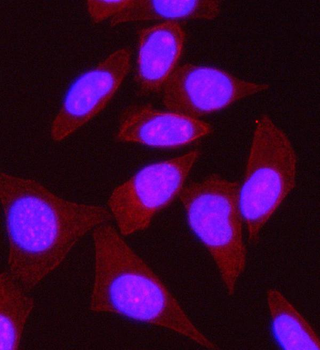 SPECC1L Antibody