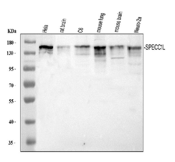 SPECC1L Antibody