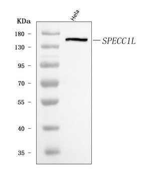 SPECC1L Antibody