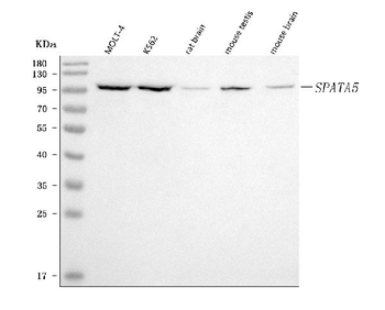 Anti-SPATA5 Antibody