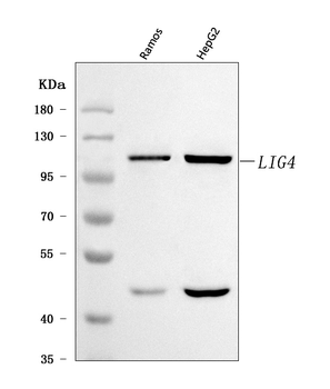 Anti-DNA Ligase IV/LIG4 Antibody