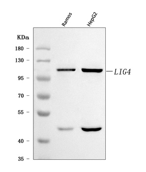 DNA Ligase IV/LIG4 Antibody