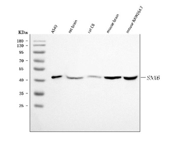 SNX6 Antibody