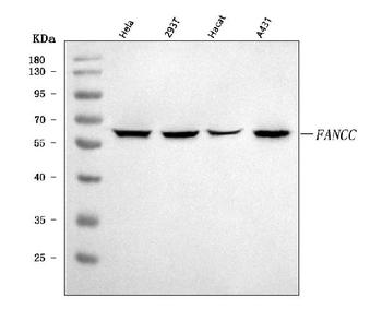 Anti-FANCC Antibody