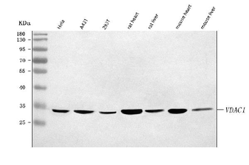 Anti-Porin/VDAC1 Antibody
