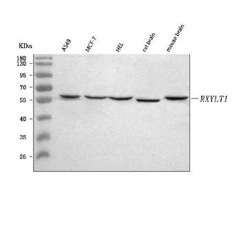Anti-TMEM5/RXYLT1 Antibody