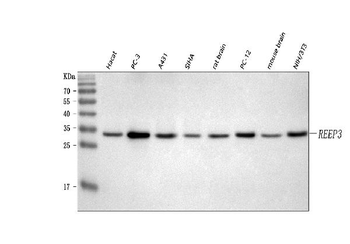 Anti-REEP3 Antibody