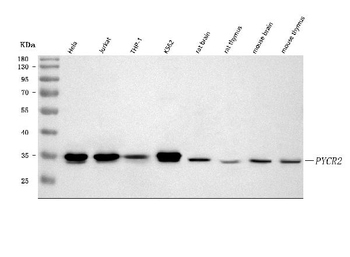 Anti-PYCR2 Antibody