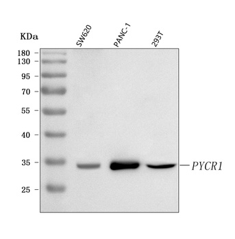 PYCR1 Antibody