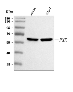 Anti-PXK Antibody