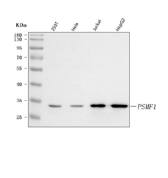 Anti-PSMF1 Antibody