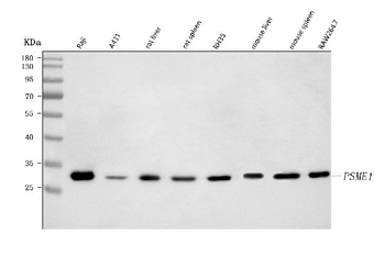 Anti-PSME1 Antibody