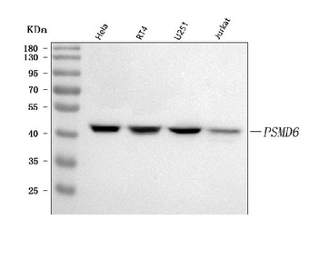 PSMD6 Antibody