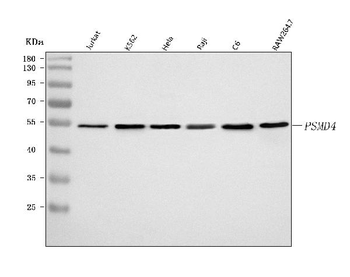Anti-PSMD4 Antibody