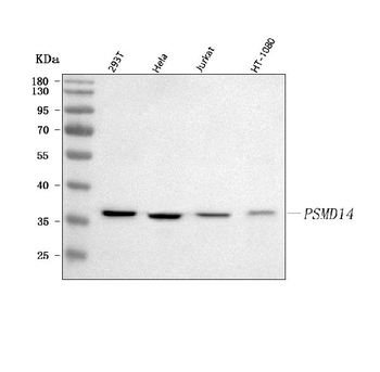 Anti-POH1/PSMD14 Antibody