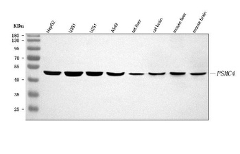 PSMC4 Antibody