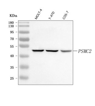 Anti-PSMC2 Antibody