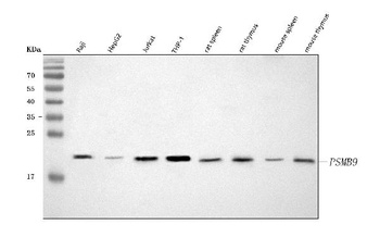 PSMB9 Antibody