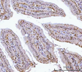 Anti-PSMA1 Antibody