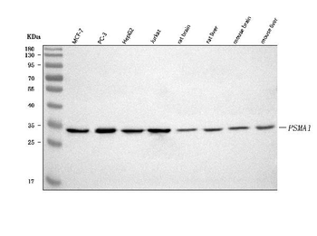 Anti-PSMA1 Antibody