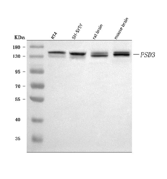 PSD3 Antibody
