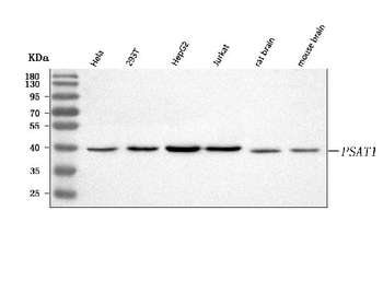 Anti-PSAT1 Antibody