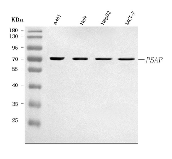 Anti-PSAP Antibody