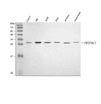 Anti-PRTFDC1 Antibody