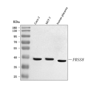 Anti-PRSS8 Antibody