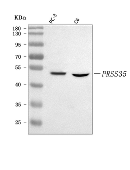 PRSS35 Rabbit Polyclonal Antibody