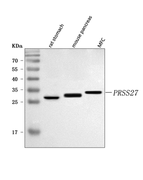 PRSS27 Rabbit Polyclonal Antibody