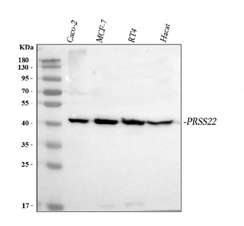 PRSS22 Antibody